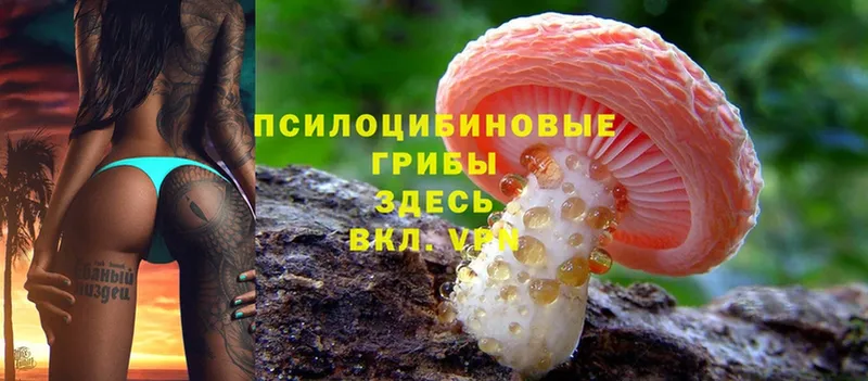 Псилоцибиновые грибы Psilocybe  Котельниково 